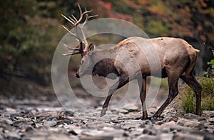 A Bull Elk Portrait in Autumn