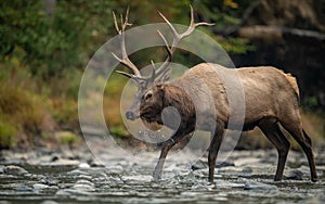 A Bull Elk Portrait in Autumn