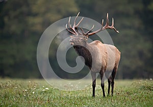 A Bull Elk Portrait in Autumn