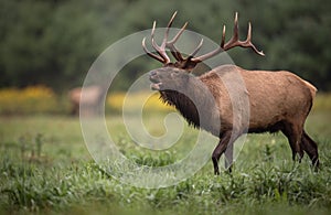 A Bull Elk Portrait in Autumn