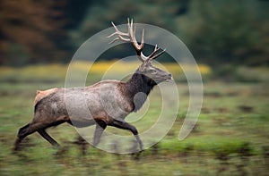 A Bull Elk Portrait in Autumn