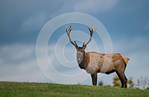 Bull Elk Portrait in Autumn