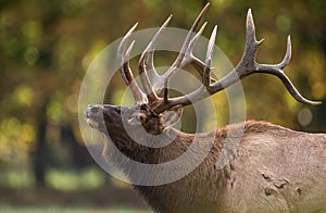 Bull Elk Portrait in Autumn