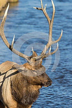 Bull Elk Portrait in Rut