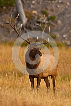 Bull Elk Portrait, Yellowstone photo