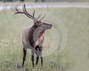 A bull Elk poses for the camera.