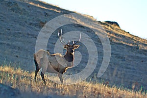 Bull Elk Poses on a Sunlit Hillside