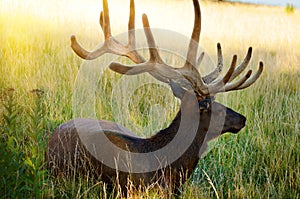 Bull Elk in Prairie Field at Sunset