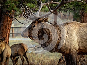 Bull Elk in Profile