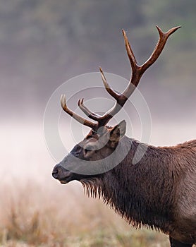 Bull Elk in profile facing left at Cataloochee Valley photo