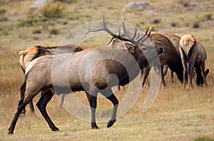 A Bull Elk Protecting His Herd
