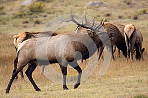 A Bull Elk Protecting His Herd photo