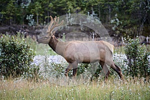 Bull Elk Red deer, Wapiti, Cervus elaphus