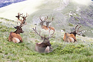 Bull Elk Resting in High Mountain Meadow