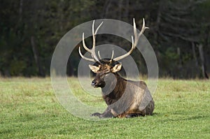 A A bull elk resting in a meadow in Canada