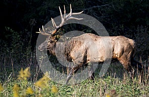 A bull Elk rises out of a creek with greenery on his antlers.