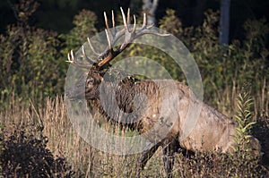 A bull Elk rises out of a creek with greenery on his antlers.