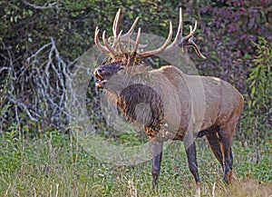 A bull Elk rises out of a creek with greenery on his antlers.