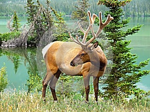 Bull Elk in Rocky Mountain