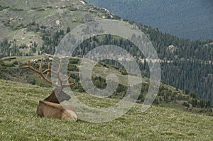 Bull Elk at Rocky Mountain National Park