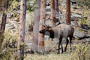 Bull Elk in Rocky Mountain National Park