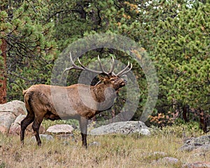 Bull Elk, Rocky Mountain National Park, CO photo