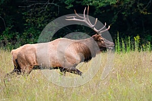 BulL Elk Running