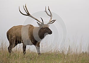 Bull elk in rut