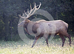 Bull elk in rut