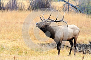 Bull Elk in Rut