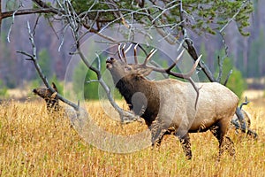 Bull Elk in Rut