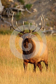 Bull Elk during the rut