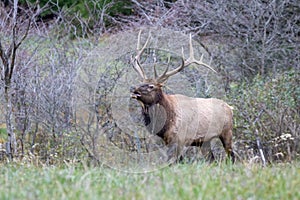 Bull Elk in the Rut