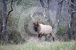 Bull Elk in the Rut