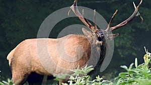 A Bull Elk During the Rut