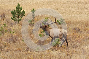 Bull Elk in Rut