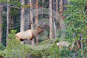 Bull Elk in Rut