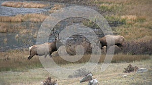 Bull Elk in Rut