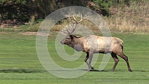 Bull Elk in Rut