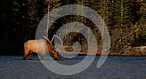 Bull Elk During the Rut in the Canadian Rockies