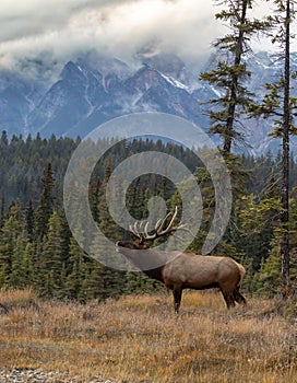 Bull Elk During the Rut in the Canadian Rockies