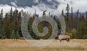 Bull Elk During the Rut in the Canadian Rockies