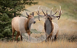 Bull Elk During the Rut in the Canadian Rockies