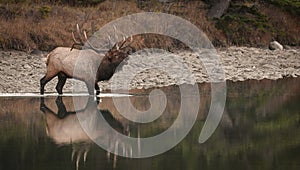 Bull Elk During the Rut in the Canadian Rockies