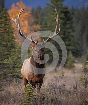 Bull Elk During the Rut in the Canadian Rockies