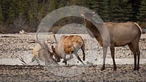 Bull Elk During the Rut in the Canadian Rockies