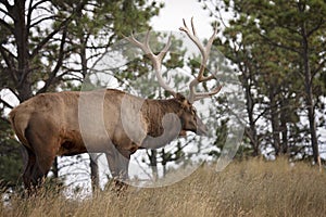 Bull elk in rut on hillside