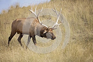 Bull elk in rut on hillside