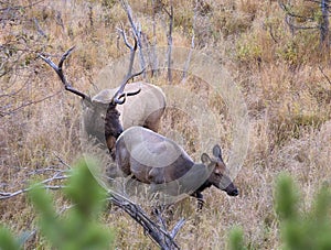 Bull elk in rut, pursuing a cow