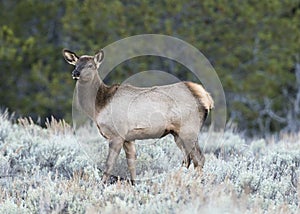 BULL ELK DURING RUT IN SAGEBRUSH STOCK IMAGE